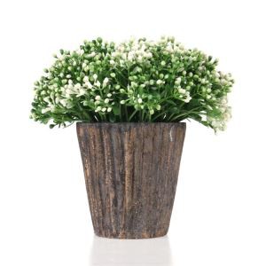 Ympäristöystävällinen vihreä kasvi Bonsai