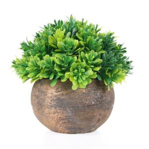 Rakkaus puunvihreä kasvi Bonsai