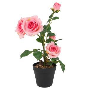 Rose keinokukat kasvit puut